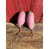 Radis violet