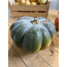 Courge musquée de provence