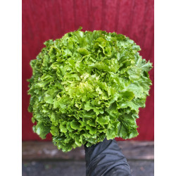 Salade scarole