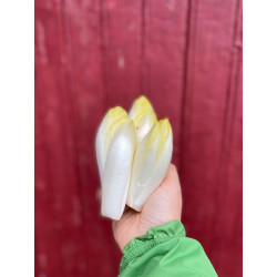 Carton endivettes 5KG