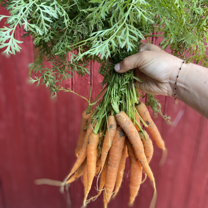 Carottes