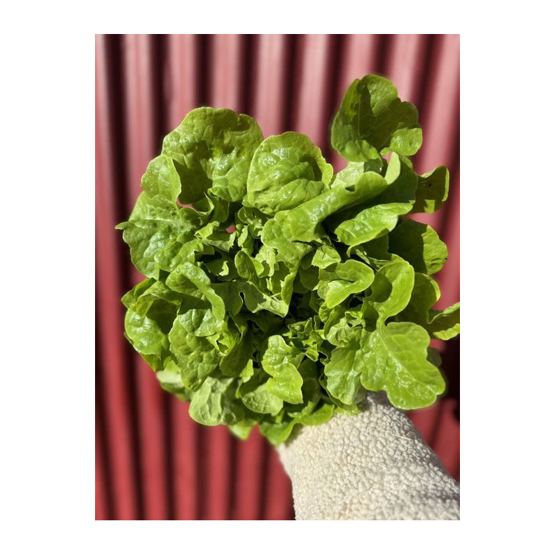 Salade verte feuille de chene