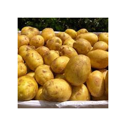 Pommes de terres nouvelles