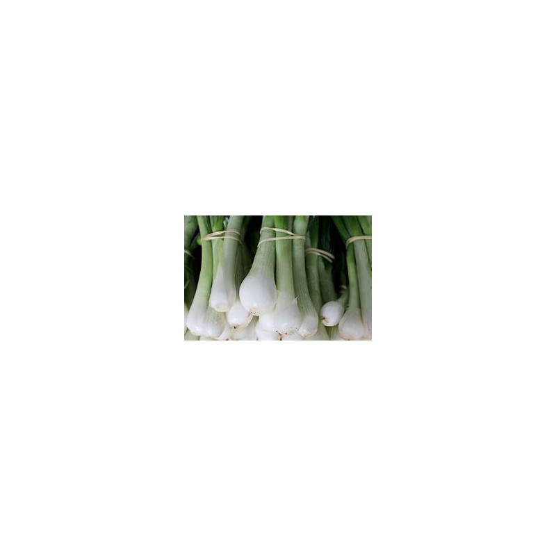 Oignons nouveaux