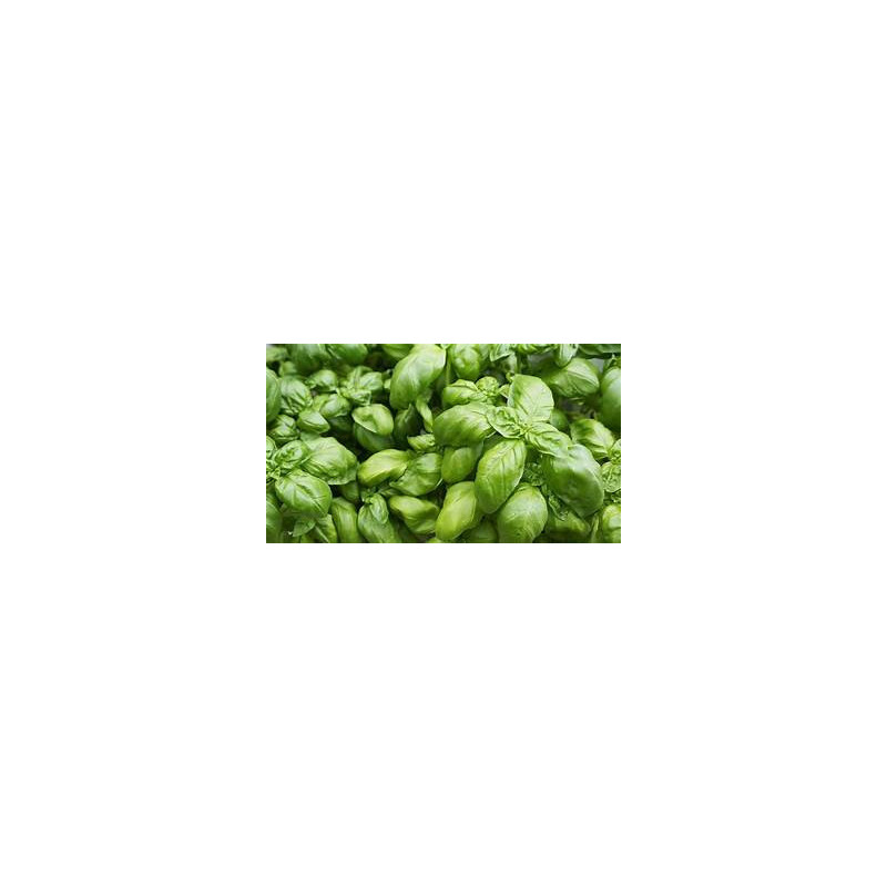 Basilic