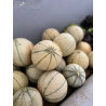 Melon
