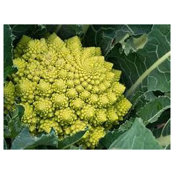 Chou Romanesco