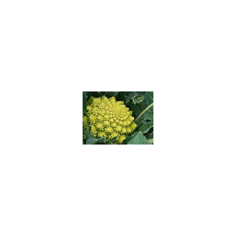 Chou Romanesco