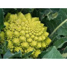Chou Romanesco