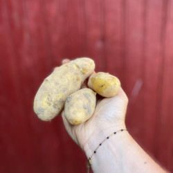 Pommes de terres