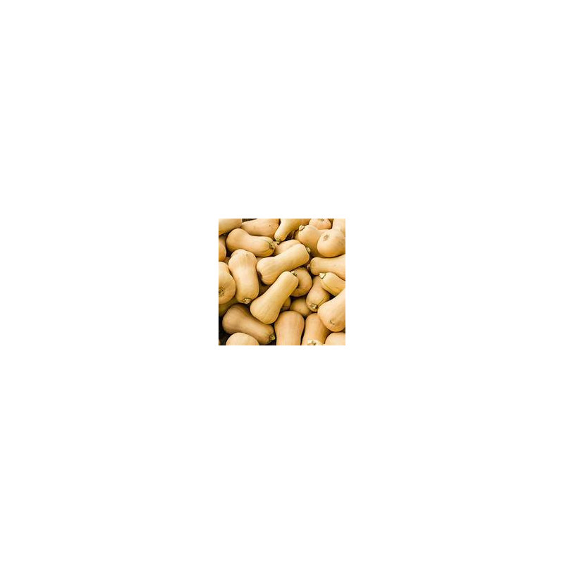 Filet de butternuts 5kg