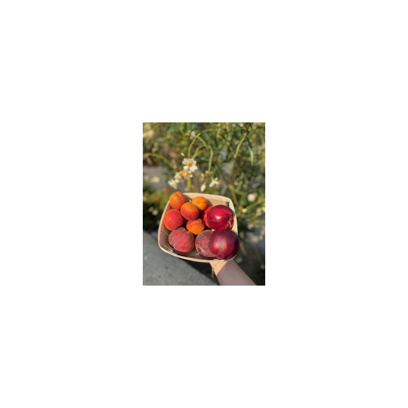 Abricots