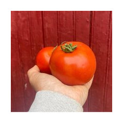 Tomates 3KG
