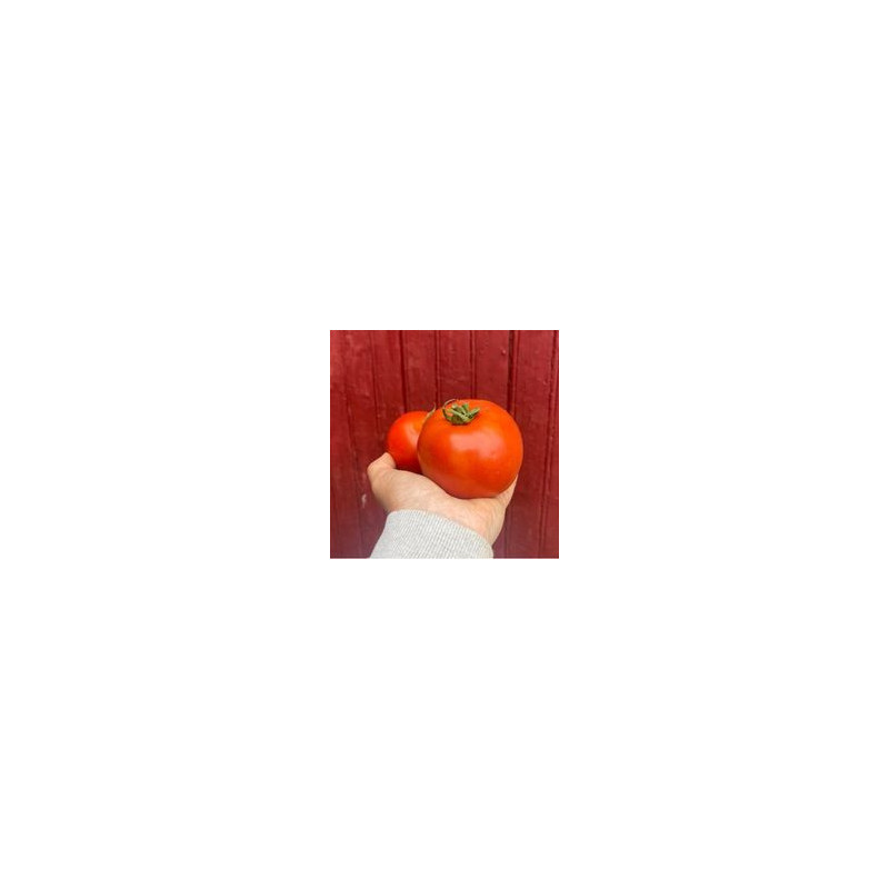 Tomates 3KG