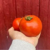 Tomates 3KG