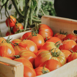 Coulis de tomates