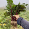 Betteraves rouges nouvelles