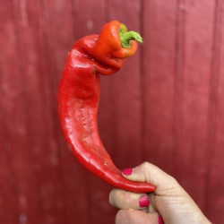 Poivron