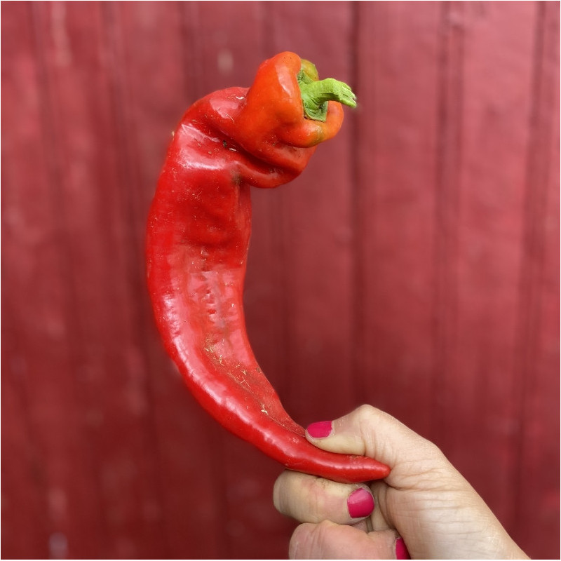 Poivron