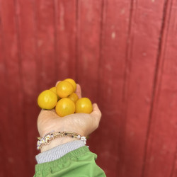 Tomates cerises