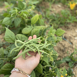 Haricots verts