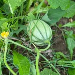 Melon