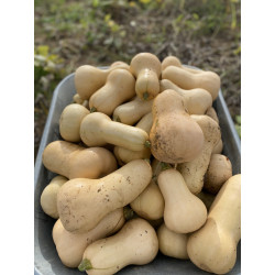 Butternut