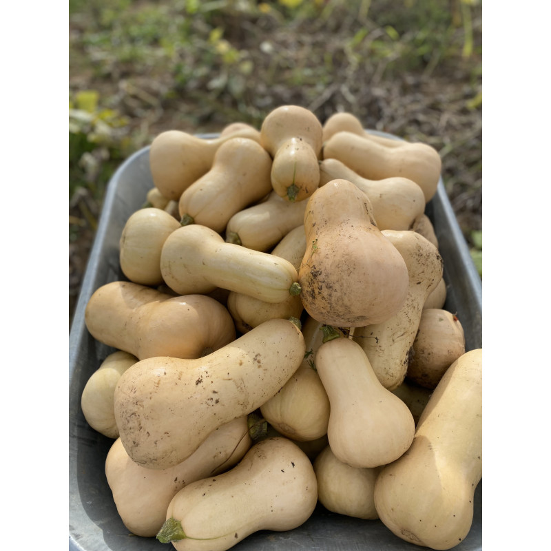 Butternut