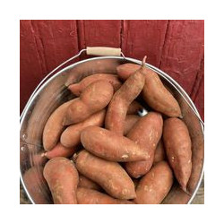 Patates douces