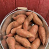 Patates douces