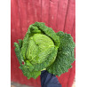 Chou vert frisé